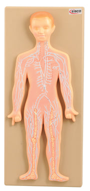Human Lymphatic System Anatomical Model on 18 x 8" Base, Hand-Painted