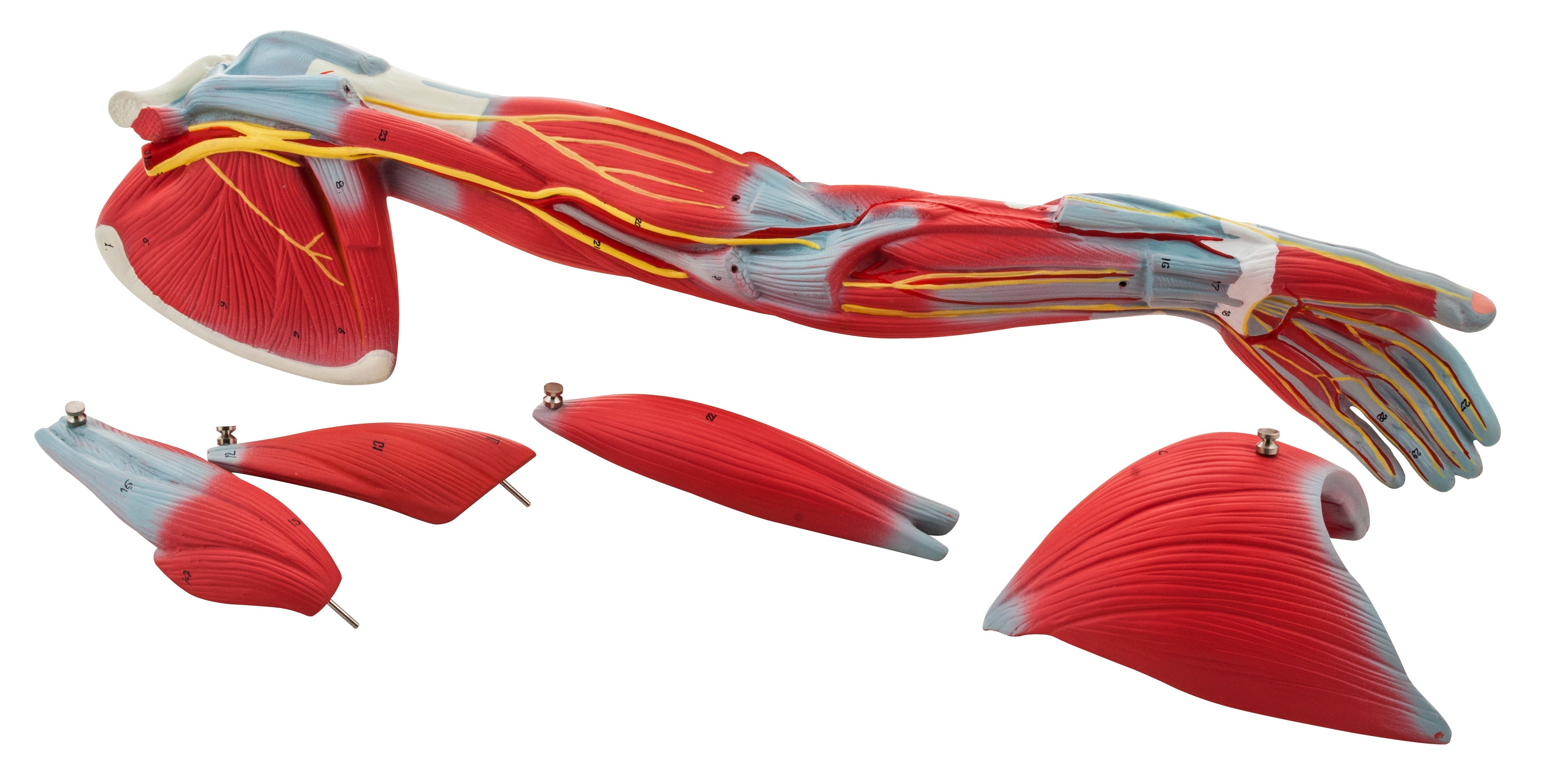 6-Part Muscular Human Arm Anatomical Model