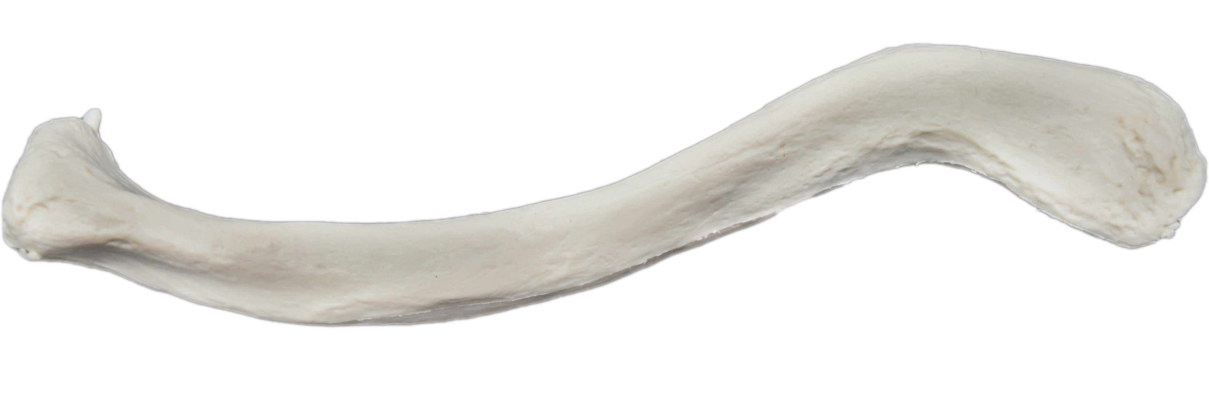 Human Clavicle Bone Anatomical Model, Left
