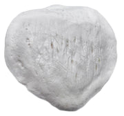 Left Patella Bone Model