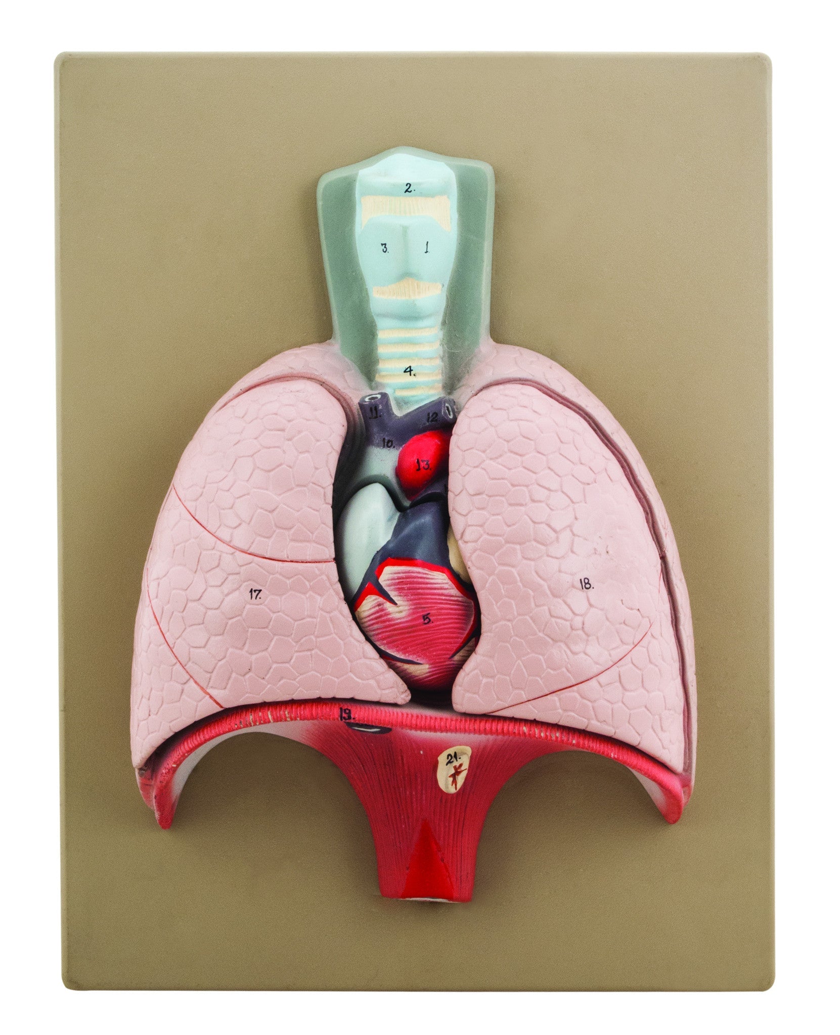 4-Part Heart and Lungs Model