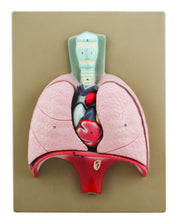 4-Part Heart and Lungs Model