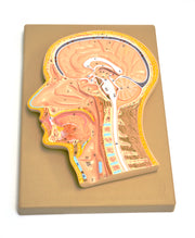 Human Head Model, Frontal and Median Section