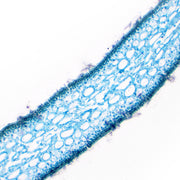 Ulva (Sea Lettuce) Thallus Section Prepared Microscope Slide