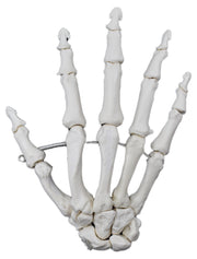 Right Hand Articulated Bone Model