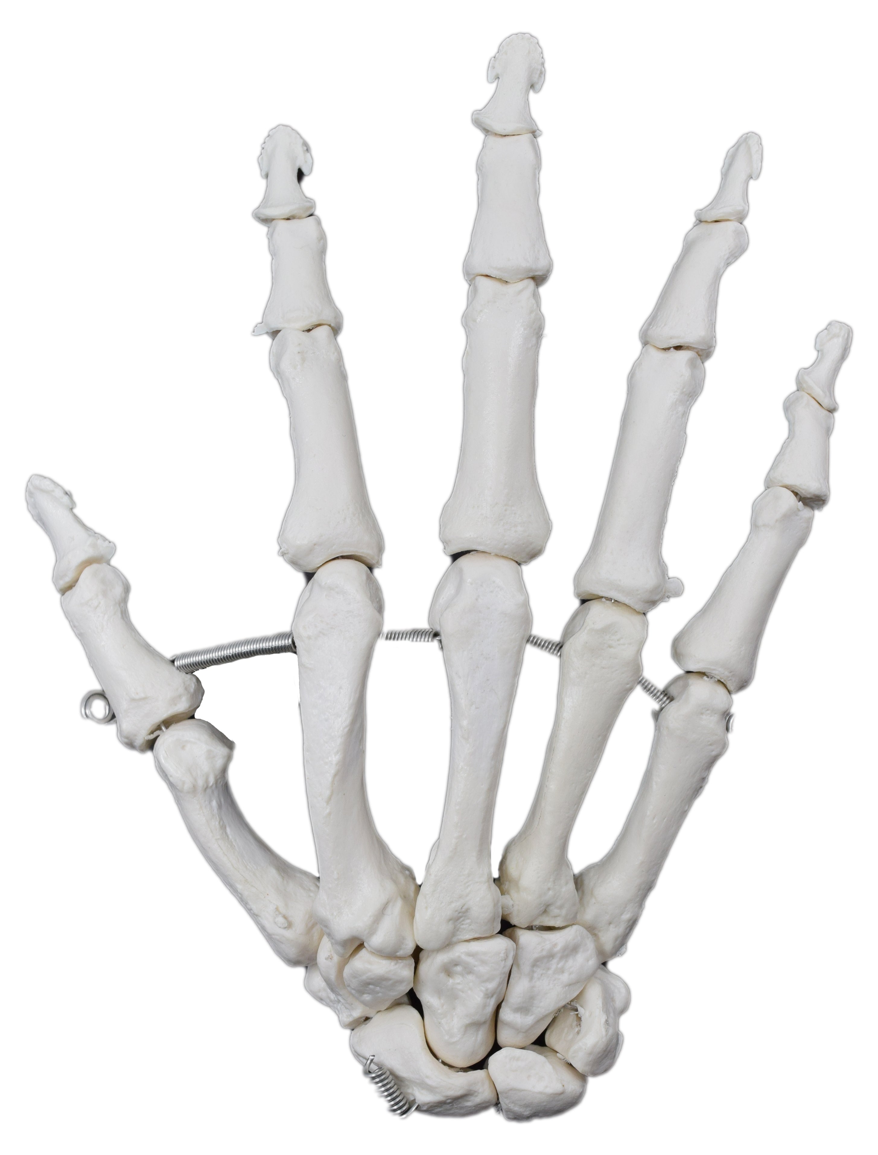 Right Hand Articulated Bone Model