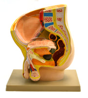 Male Pelvis Section Model, 12", 2-Part, Alternate Model