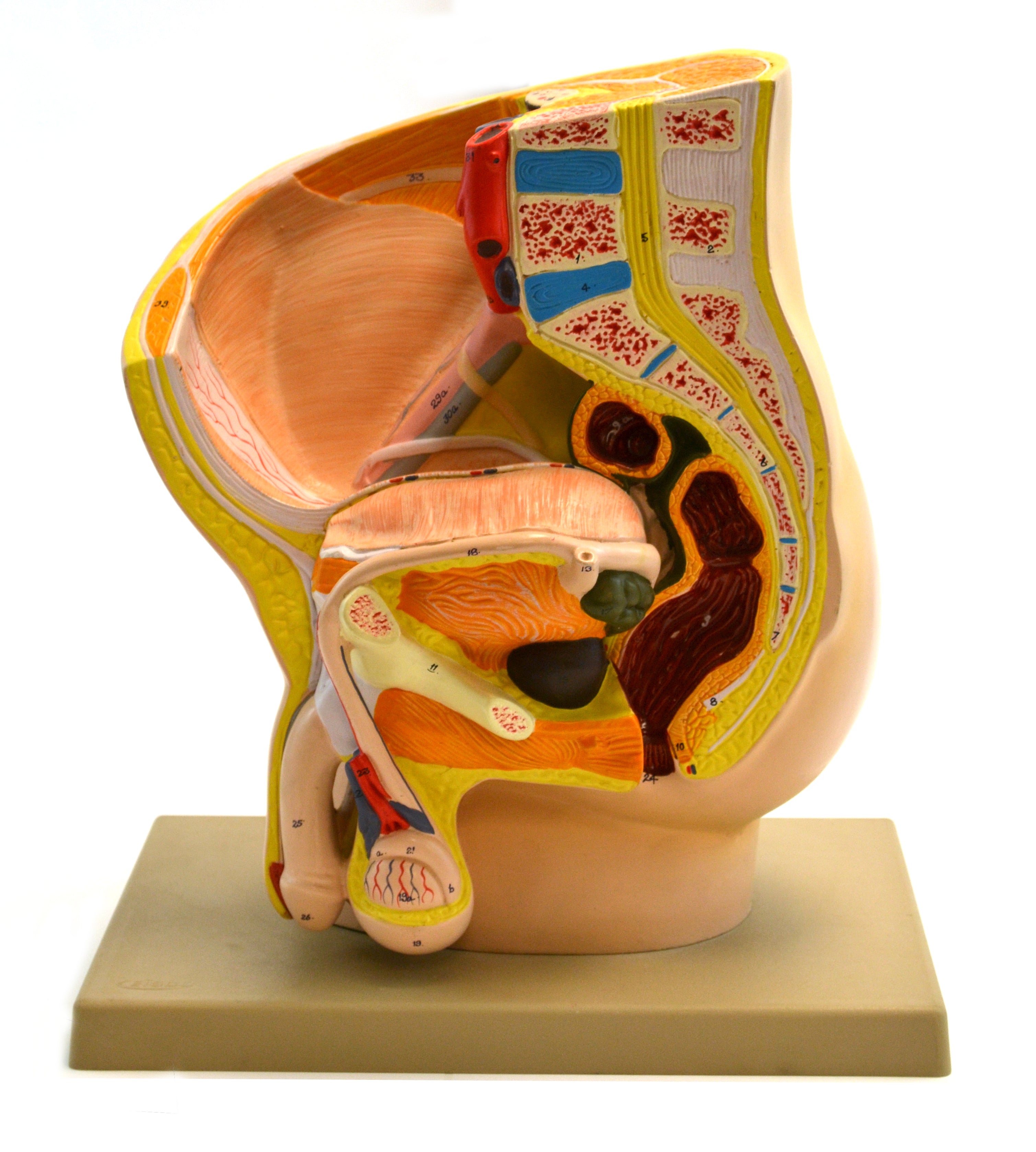 Male Pelvis Section Model, 12", 2-Part, Alternate Model