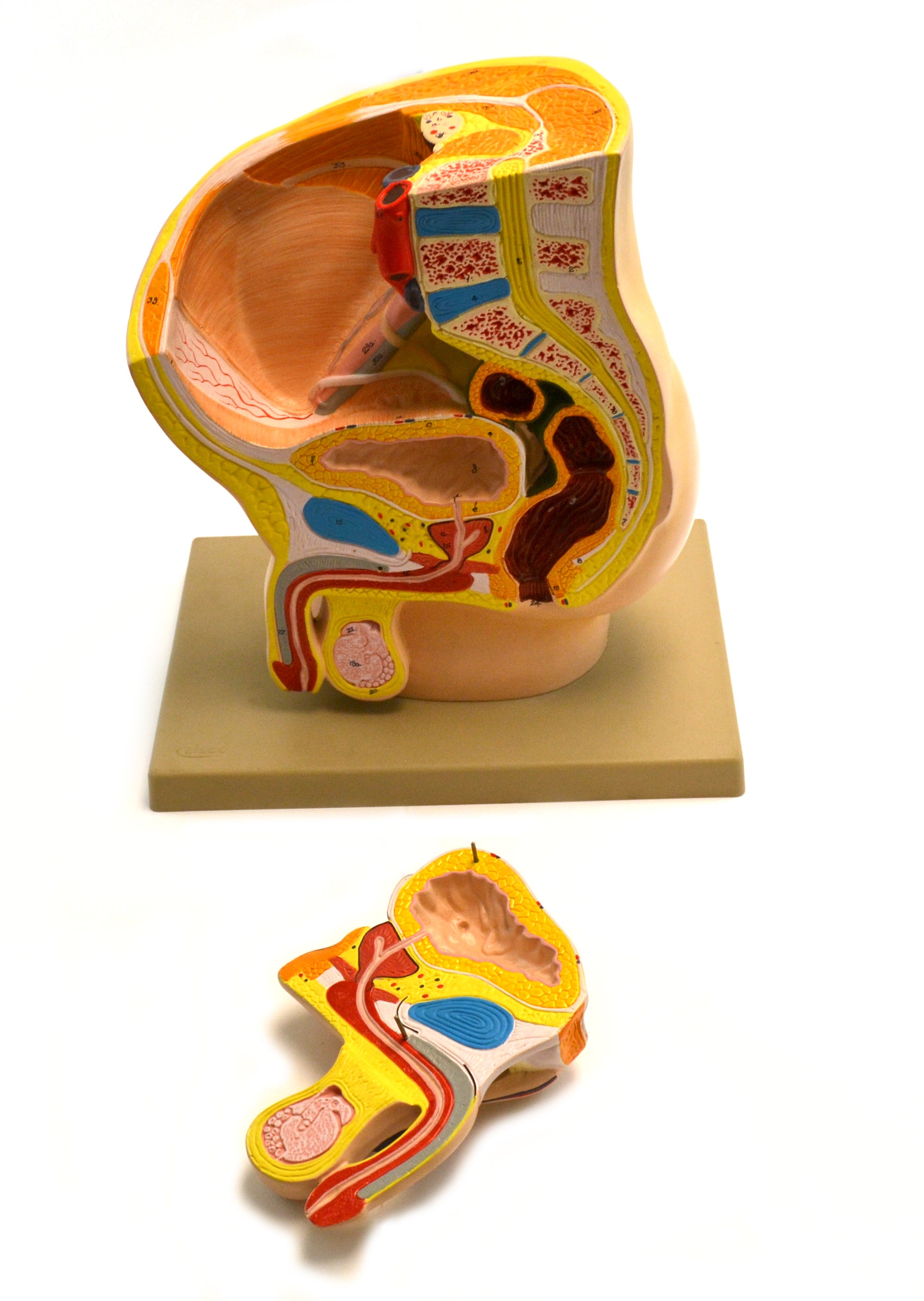 Male Pelvis Section Model, 12", 2-Part, Alternate Model