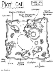 Plant Cell - Printable Coloring Page - Educational & Teaching Resource