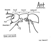 Ant - Printable Coloring Page - Educational & Teaching Resource