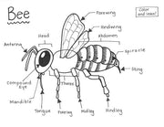 Bee - Printable Coloring Page - Educational & Teaching Resource