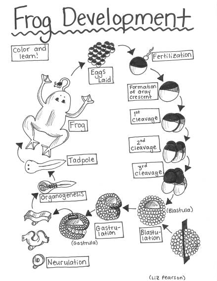Frog Development - Printable Coloring Page - Educational & Teaching Resource