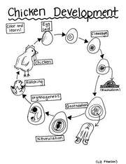 Chicken Development - Printable Coloring Page - Educational & Teaching Resource
