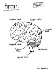 Brain - Printable Coloring Page - Educational & Teaching Resource