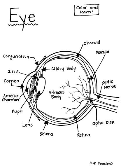 Eye - Printable Coloring Page - Educational & Teaching Resource