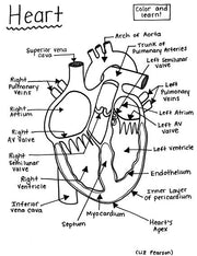 Heart - Printable Coloring Page - Educational & Teaching Resource