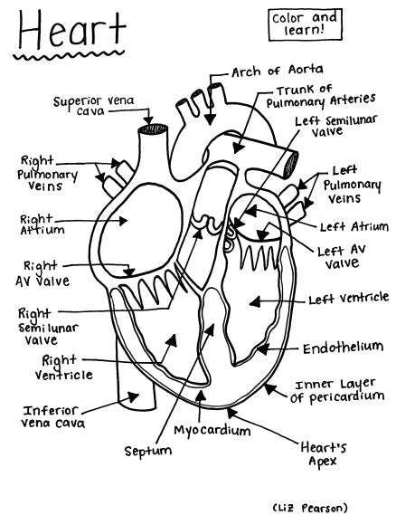 Heart - Printable Coloring Page - Educational & Teaching Resource