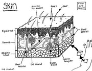 Skin - Printable Coloring Page - Educational & Teaching Resource