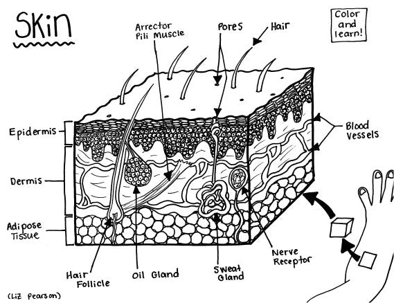 Skin - Printable Coloring Page - Educational & Teaching Resource