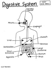 Digestive System - Printable Coloring Page - Educational & Teaching Resource