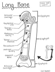Long Bone - Printable Coloring Page - Educational & Teaching Resource