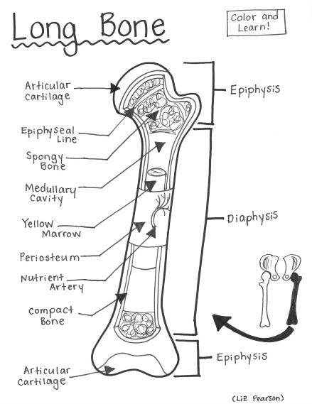Long Bone - Printable Coloring Page - Educational & Teaching Resource