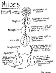 Mitosis - Printable Coloring Page - Educational & Teaching Resource