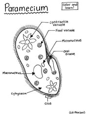 Paramecium - Printable Coloring Page - Educational & Teaching Resource