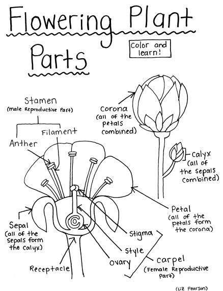 Flowering Plant Parts Printable Coloring Page - Educational & Teaching Resource