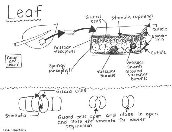 Leaf Printable Coloring Page - Educational & Teaching Resource
