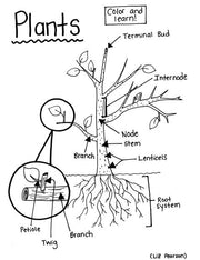 Plants Printable Coloring Page - Educational & Teaching Resource
