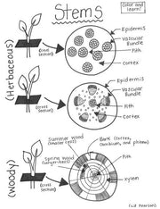 Stems Printable Coloring Page - Educational & Teaching Resource