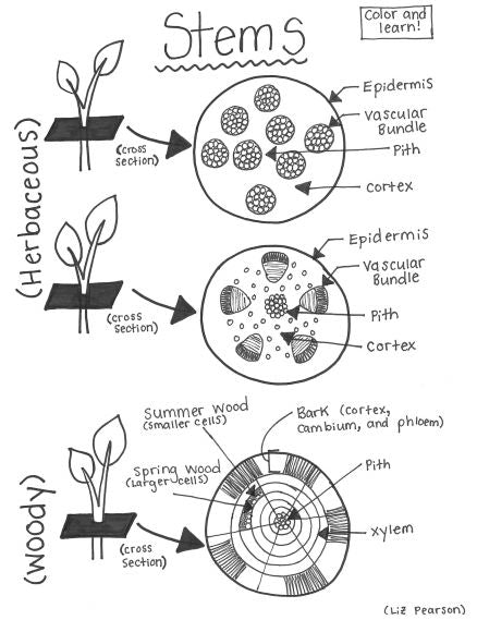Stems Printable Coloring Page - Educational & Teaching Resource