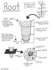 Root Printable Coloring Page - Educational & Teaching Resource