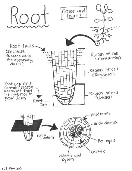 Root Printable Coloring Page - Educational & Teaching Resource