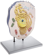 Animal Cell Anatomical Model on Stand, 21 inch
