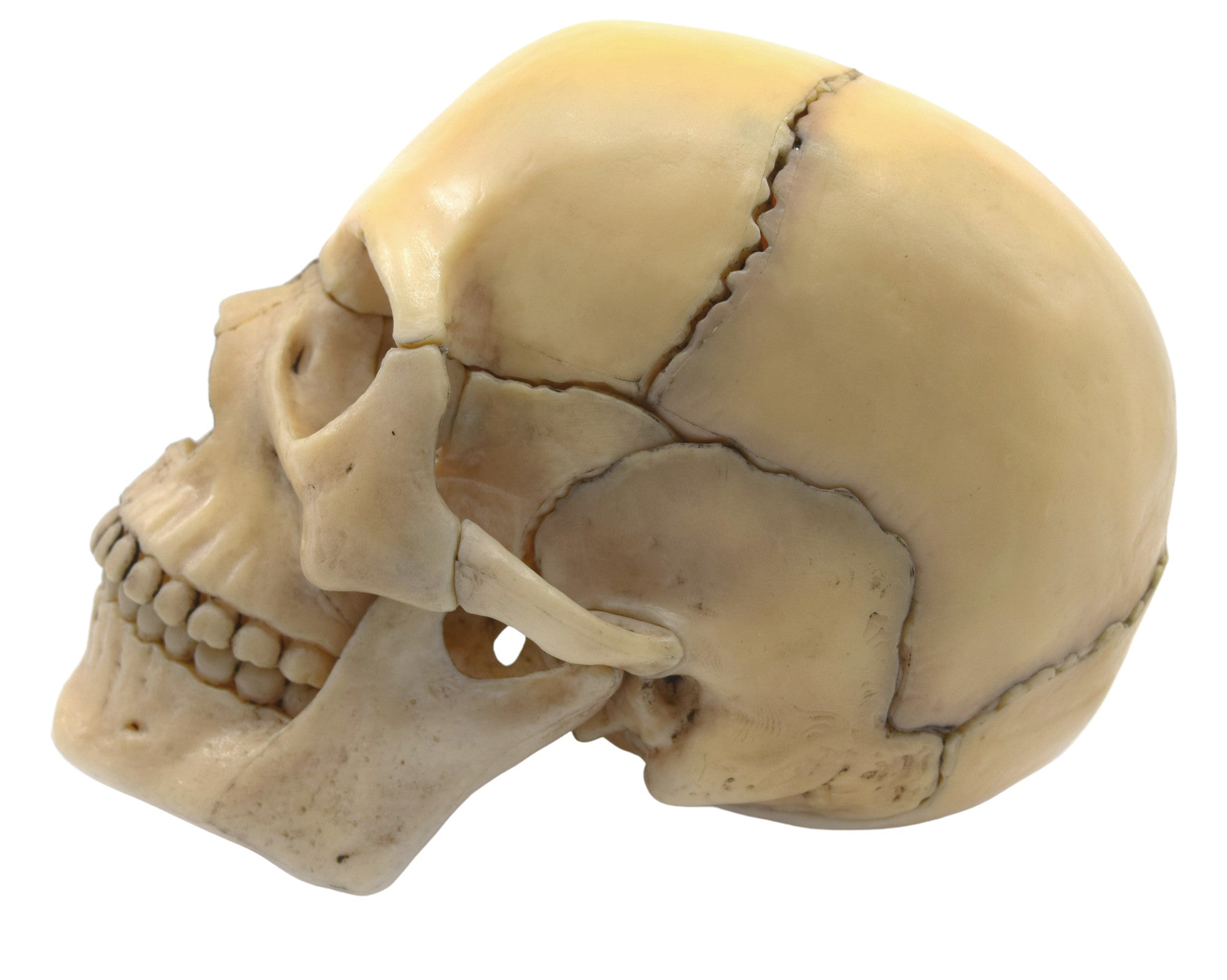 Didactic Miniature Skull Model, Painted Natural Color, 15-Piece, 1/2 Natural Size