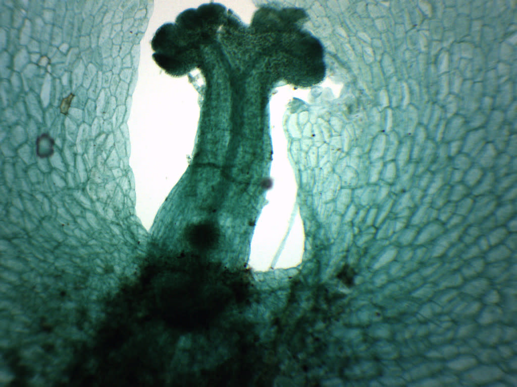 Fern Life Cycle Composite Prepared Microscope Slide