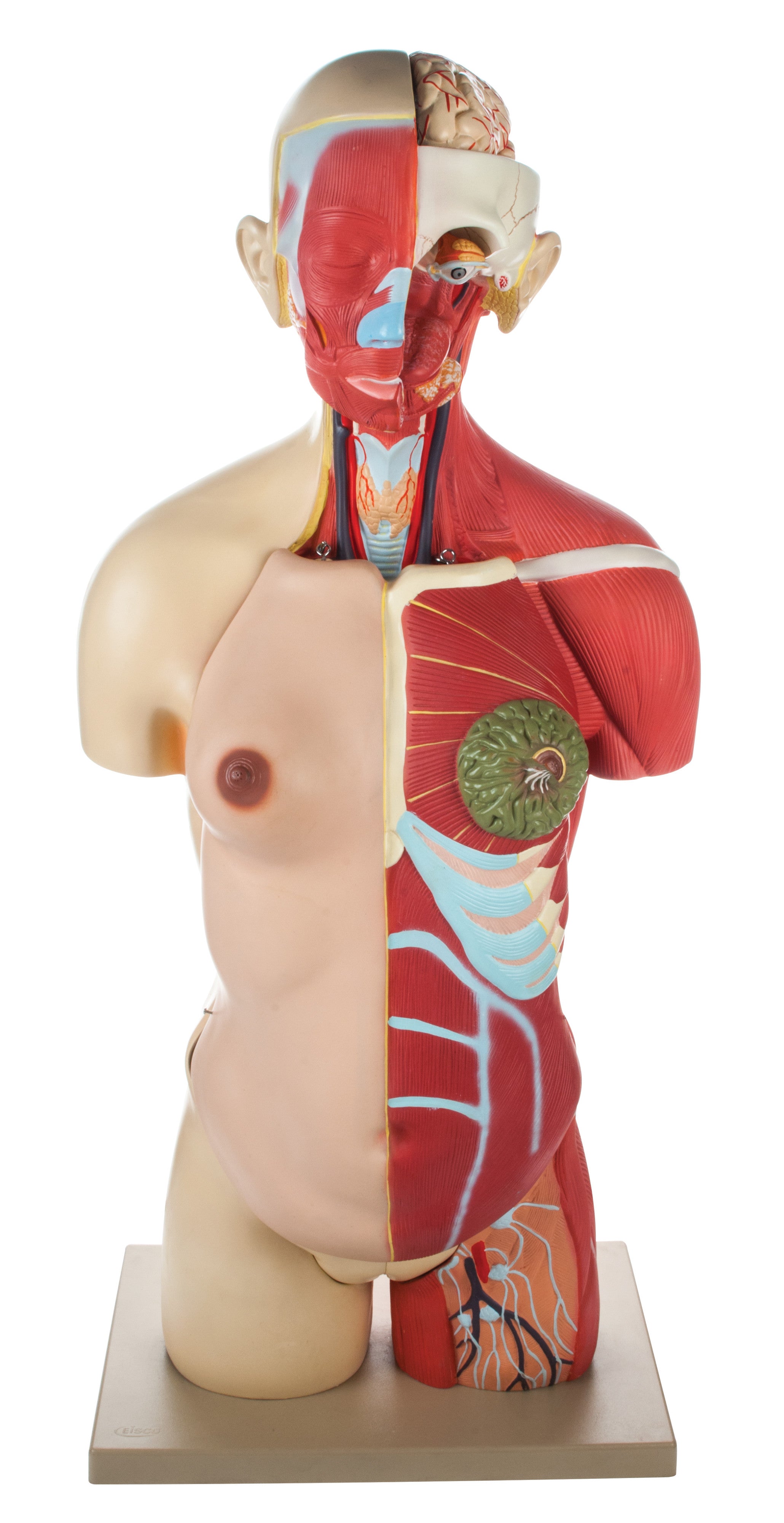 Half-Size Muscular Human Torso Model, Dual Sex, Open Back, 30-Part