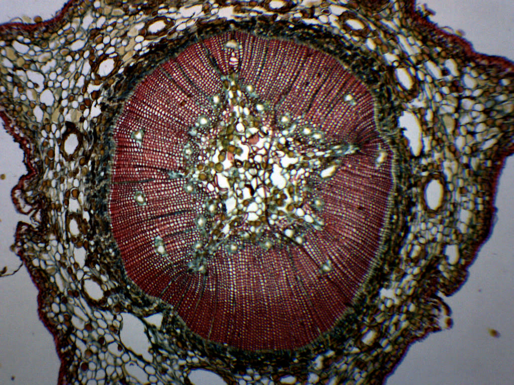 Pine Young Stem Cross-Section Prepared Microscope Slide