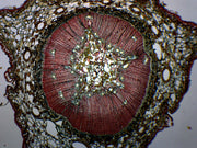Pine Young Stem Cross-Section Prepared Microscope Slide