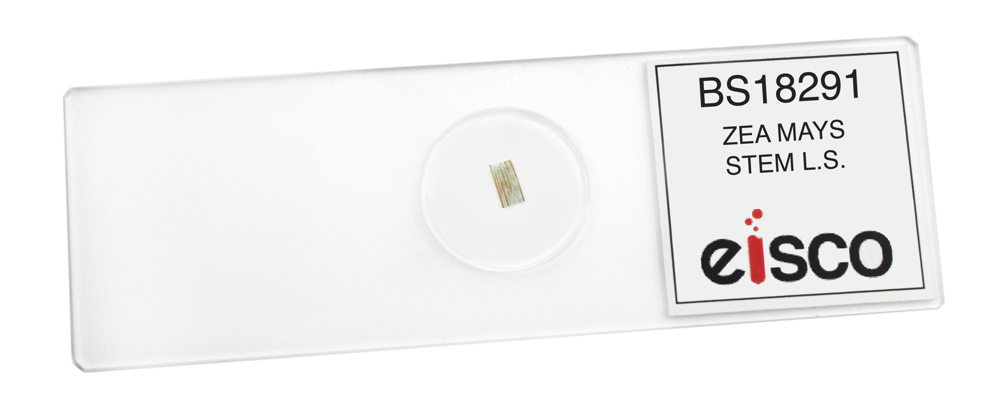 Zea Mays Stem Longitudinal Section Prepared Microscope Slide