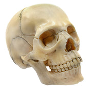 Didactic Miniature Skull Model, Painted Natural Color, 15-Piece, 1/2 Natural Size