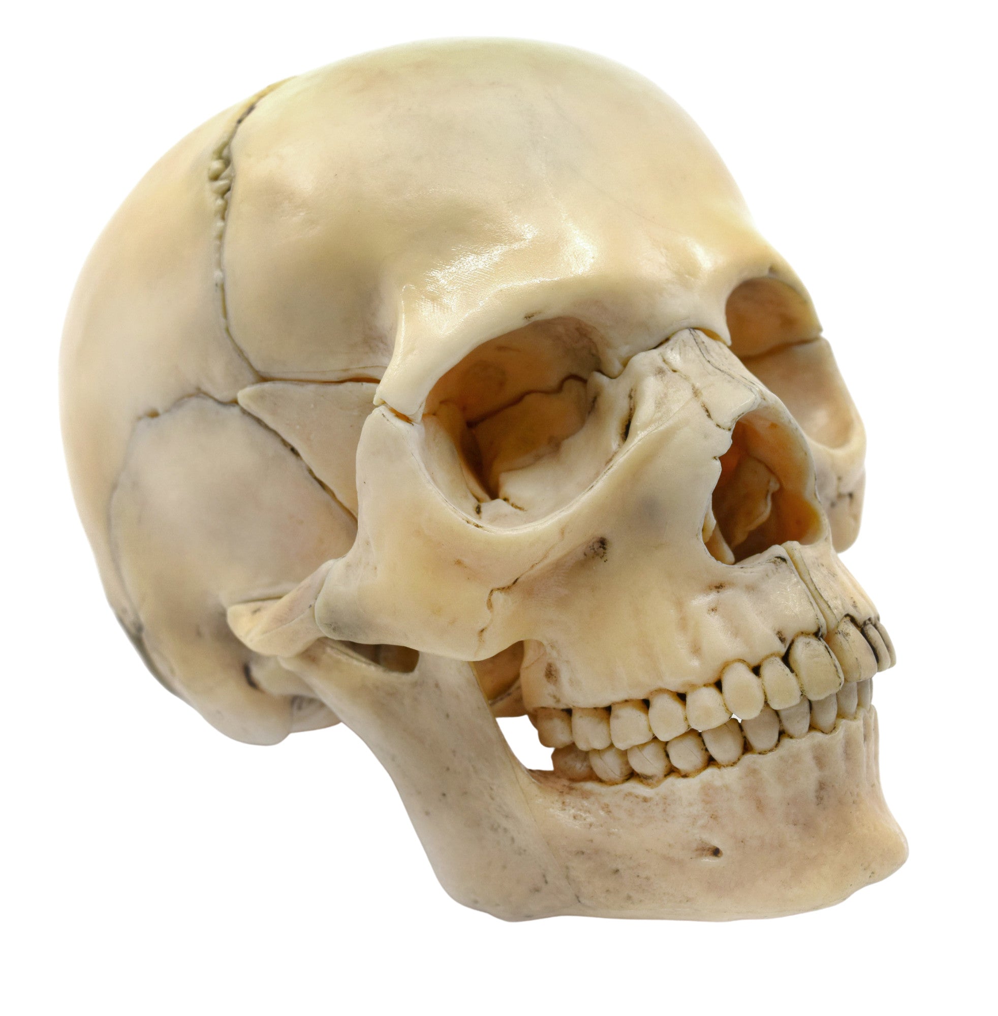 Didactic Miniature Skull Model, Painted Natural Color, 15-Piece, 1/2 Natural Size