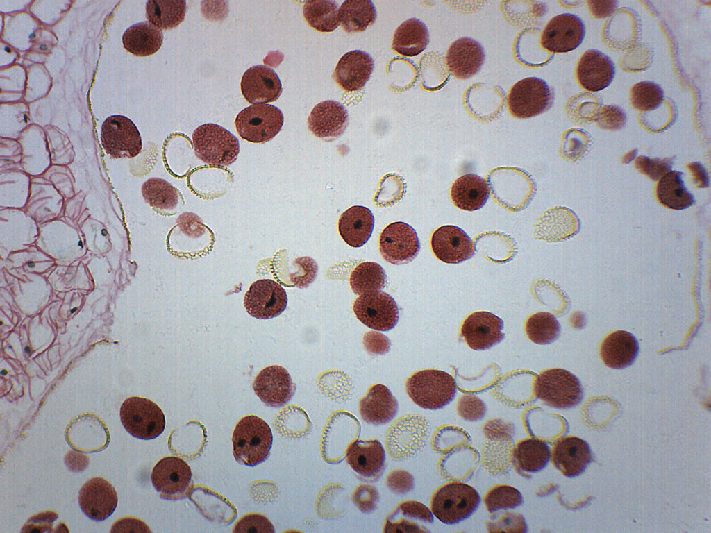 Lilium Anther Cross-Section Prepared Microscope Slide