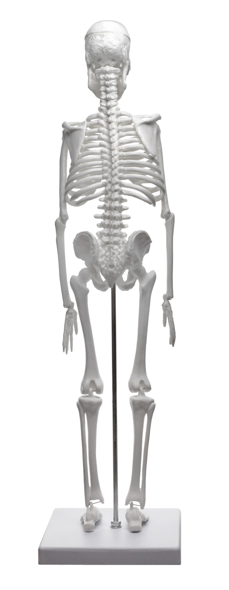 Miniature Articulated Human Skeleton Model with Stand, 17.5" Tall, Alternate Model