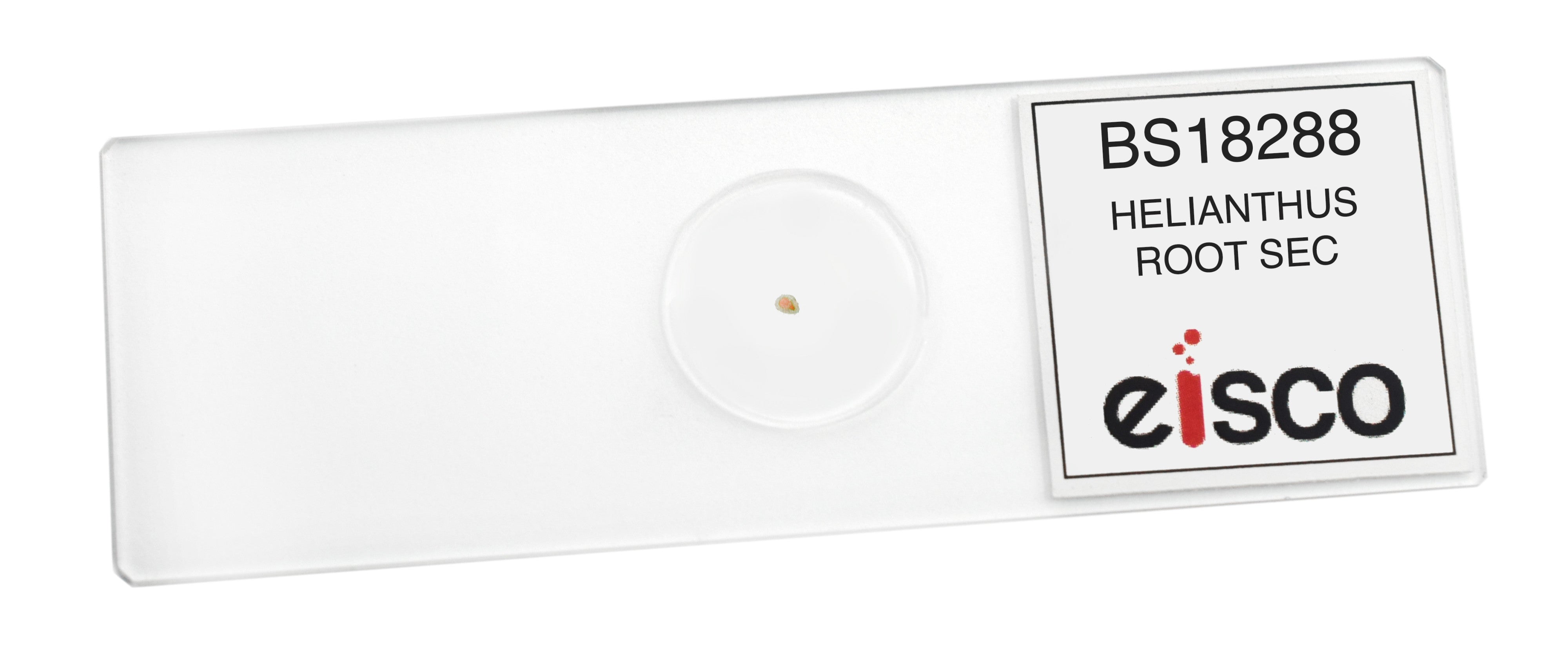 Helianthus Root Cross-Section Prepared Microscope Slide