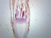 Moss Archegonia Longitudinal Section Prepared Microscope Slide