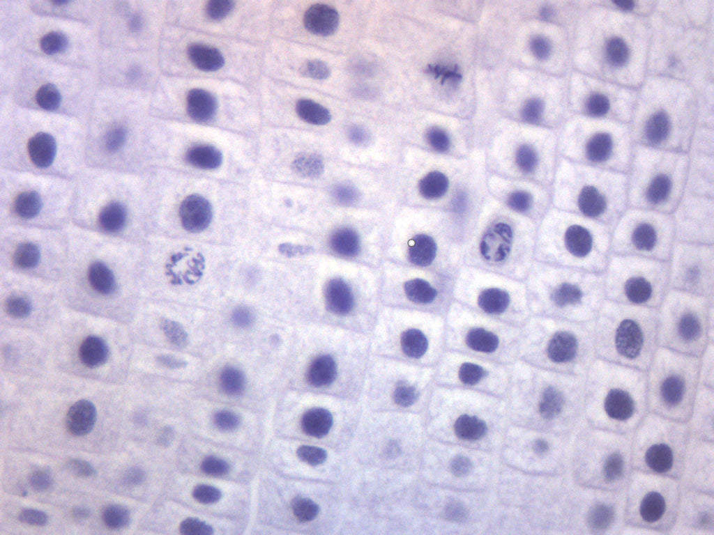 25pk Onion Mitosis - Prepared Microscope Slide - 75x25mm